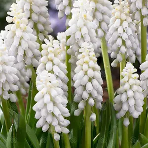 Muscari Siberian Tiger Flowering Bulbs (250 Pack)