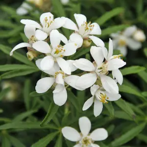 Choisya Ternata White Dazzler 3 Litre Potted Plant x 2