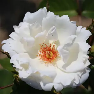 YouGarden Gift Wrapped Rose Climbing Starlight Symphony, 3L Potted Rose, Wrapped in a Hessian Bag, Ready to Plant