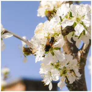 3 Wild Cherry Trees 3-4ft Stunning Blossom, Edible Cherries & Wild Bird Food 3FATPIGS