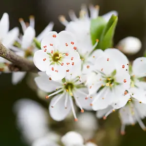 Blackthorn Hedge Prunus spinosa Set of 25 Bare Root Hedges 40-60cm tall