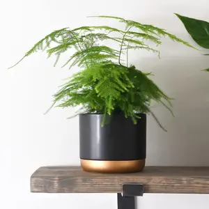 Asparagus fern 1 Seed Packet (approx 250 seeds)