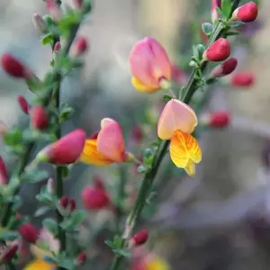 Cytisus La Coquette - Compact Yellow and Pink Blooms, Outdoor Shrub (20-30cm Height Including Pot)