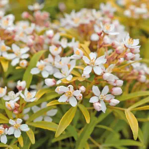 2 x Choisya Sundance in 9cm Pots - Mexican Orange - Aromatic Evergreen Shrubs