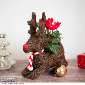 Gift Sitting Reindeer with Cyclamen Pot Plant x 1