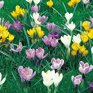 You Garden - Crocus Species Mixed, Pack of 40 Bulbs, Spring Flowering Bulbs for Planting Now UK