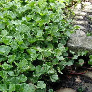 3 x Gunnera magellanica in 9cm Pot - Moisture Loving Herbaceous Perennials - UK Hardy