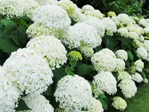 Hydrangea Annabelle Shrub Large Multi Branch Plants Pack of 5 in 3 Litre Pots