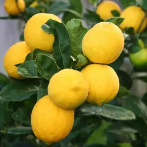 Citrus Lemon Tree in 12cm Pot - Mini Indoor Tree - Edible Fresh Fruit