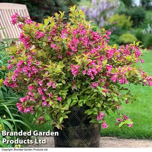 Weigela 'Magic Carpet' 9cm Potted Plant  x 2