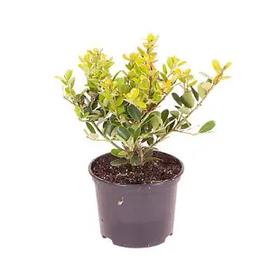 Ilex crenata 'Green Hedge' in 9cm pot Hedging Plant for Gardens