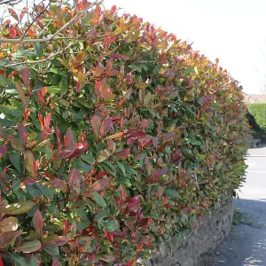 Hedges Direct Photinia Red Robin 70cm Height Evergreen Hedge Plant