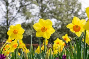 30 Daffodil Bulbs Small Cupped Spring Flowering Bulbs 8/10 Mini Narcissus Daffs