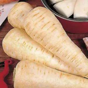 Parsnip White Gem 1 Seed Packet (300 Seeds)