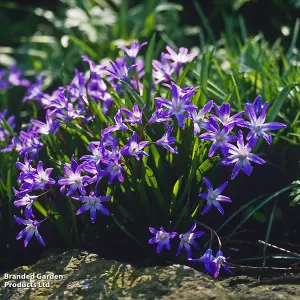 300 Fantastic Spring Flowering Bulbs - Ideal for Patio Containers, Garden Borders & Window Boxes - 5 Varieties