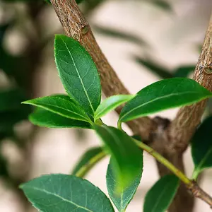 Hedges Direct Osmanthus burkwoodii 10cm Starter Plants Pack of 9