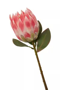 Fiori 62cm Protea Stem Pink Flower Artificial Plant Foliage