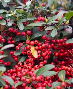 Pyracantha Traffic Lights Collection - Set of 3 Plants in 9cm pots