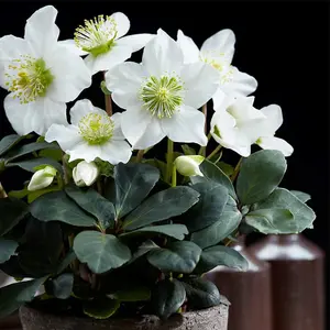 Hellebore Christmas Carol 12cm Potted Plant x 2