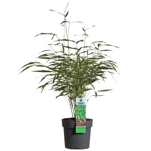 Fargesia Asian Wonder (40-50cm Height Including Pot) - Clumping Bamboo, Exotic Appearance, Partial Shade