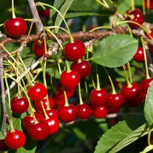 Cherry Morello - Fruit Tree, Outdoor Garden Plant Patio Trees (4-5ft Height, 7.5L Pot)