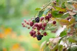 Lincolnshire Fruits Boysenberry Blackberries (Thornless) Potted 5 Litre