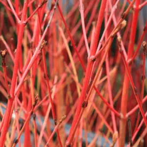 Cornus Sibirica - Deciduous, Red Stems, Compact Size (20-30cm Height Including Pot)