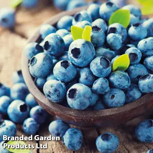 Grow Your Own Fruit  Vaccinium Corymbosum Bluegold 3 Litre Pot 30-40cm x 2