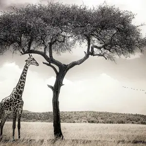 Giraffe Safari Mural - 384x260cm - 5084-8