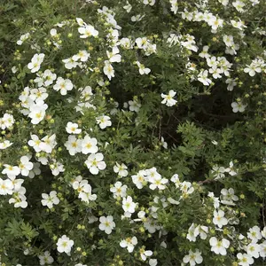 Potted Plantentilla Fruticosa Abbotswood 3.5 Litre Potted Plant x 1