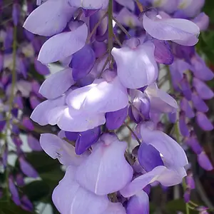 Wisteria Blue - Fast-Growing Vine, Beautiful Flowers, Hardy (20-30cm, 3 Plants)