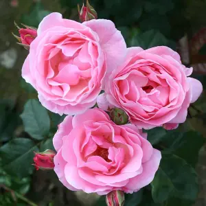 The Queen Elizabeth Rose Bush Pink Flowering Roses Floribunda Rose 4L Pot