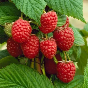 10 x Raspberry Autumn Bliss Bare Root Canes - Grow Your Own Fresh Raspberries