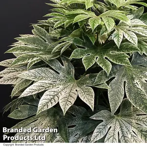 Fatsia japonica Spider's Web 9cm Pot x 2