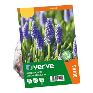 Muscari armeniacum (Grape Hyacinth) 100 Flower bulbs