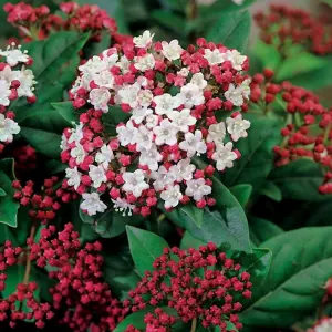 Lisarose Laurustinus Outdoor Shrub Plant Viburnum Tinus 2L Pot