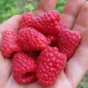 6 x Raspberry Autumn Bliss Bare Root Canes - Grow Your Own Fresh Raspberries