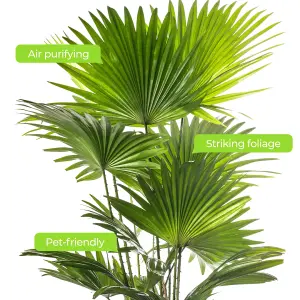 Livistona Palm - Elegant and Tropical Indoor Plant for Interior Spaces (50-60cm Height Including Pot)