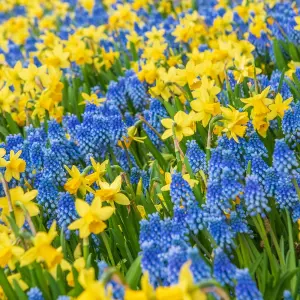 100 x Daffodil Tete a Tete Spring Bulbs - Yellow Dwarf Narcissus Flowering Perennials - Grow in Beds, Borders & Patio Pots