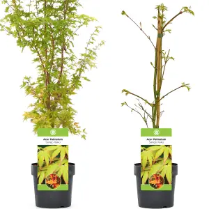 Acer Sango-Kaku - Coral Bark Maple, Outdoor Plant, Ideal for Gardens, Compact Size (80-100cm Height Including Pot)