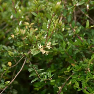 Hedges Direct Lonicera nitida 30cm Height Evergreen Hedge Plant