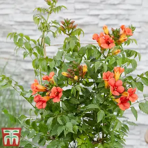 Summer Flowering Campsis Climbing Duo - 2 Litre Potted Plant x 2