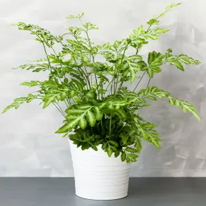 Pteris Evergemiensis - Stunning Indoor Fern Houseplant for Home Office, Easy to Care For Plant (25-35cm Height Including Pot)