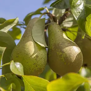 Conference Pear Patio Fruit Tree in a 5L Pot 90-110cm Tall