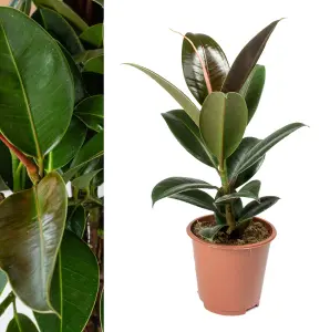 Ficus elastica Melany in 14cm Pot - Burgundy Rubber Plant for the Home or Office