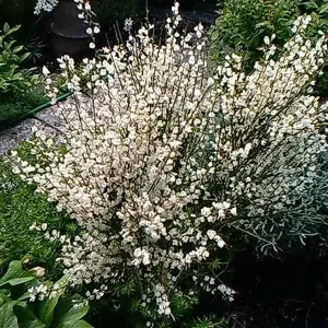 Cytisus Albus - Abundant White Flowers, Hardy Shrub, Low Maintenance (20-30cm Height Including Pot)