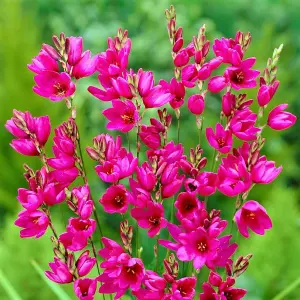 200 x Ixia Venus Bulbs - Pink Flowering Perennials - UK Hardy Low Maintenance Pollinator Friendly