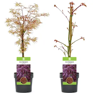 Acer Garnet - Deep Red Foliage, Outdoor Plant, Ideal for Gardens, Compact Size (80-100cm Height Including Pot)