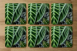 Green leaves with white and yellow structure in exotic jungle setting (Coaster) / Default Title