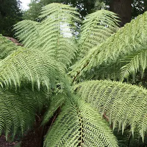 Tree Fern Dicksonia Antarctica Hardy Outdoor Ferns Jungle Plant 60cm Trunk